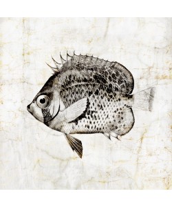 Christine Zalewski, Vintage Fish IV
