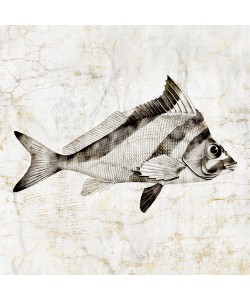 Christine Zalewski, Vintage Fish III