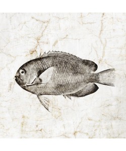 Christine Zalewski, Vintage Fish III
