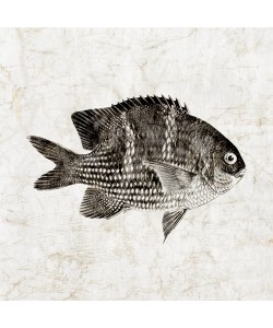 Christine Zalewski, Vintage Fish I