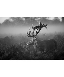 Robert Fabrowski, Sunny Morning