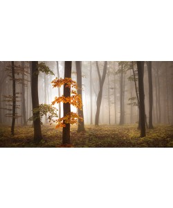 Nicholas Schumacher, In November Light