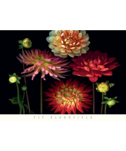 Pip Bloomfield, Dahlia Garden