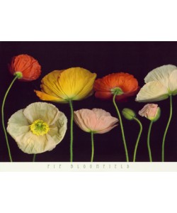 Pip Bloomfield, Poppy Garden I