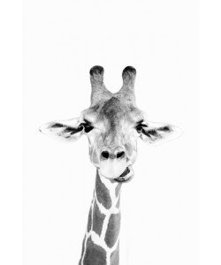 Sisi & Seb, Happy Giraffe