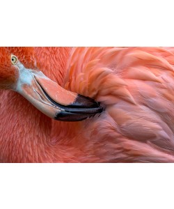 Xavier Ortega, Flamingo Close up