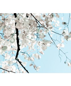 Antonia and Fabio Duealberi, Linden Tree Branches