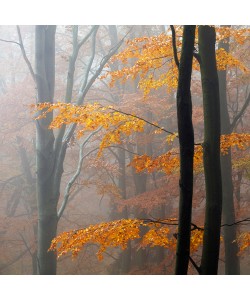 Martin Rak, Autumn Forrest