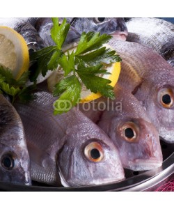 pieropoma, fisch