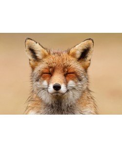 Roeselin Raimond, Zen Fox Red Portrait