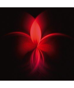 Renate M. Schmidt, Fuchsie