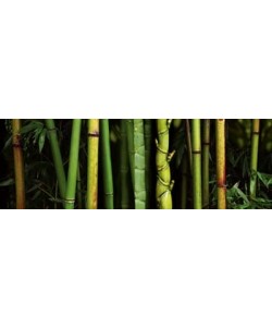 Roberto Scaroni, Bamboo