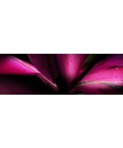 Roberto Scaroni, Cordyline