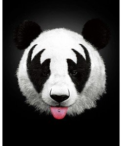 Robert Farkas, Panda Rocks