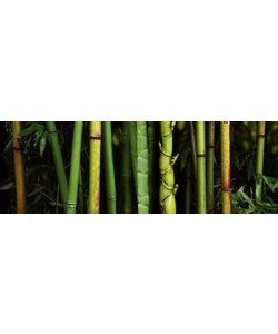 Roberto Scaroni, Bamboo