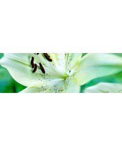 Roberto Scaroni, Lillium Bianco