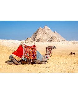 Richard Silver, Camel Resting by the Pyramids, Giza, Egy