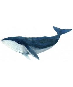 Jeannine Saylor, Humpback Whale - Blue