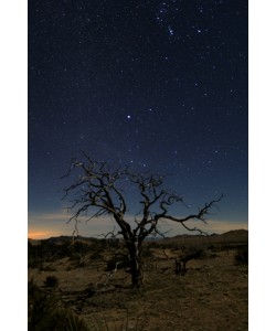Shawn/Corinne Severn, Mohave at Night No.1