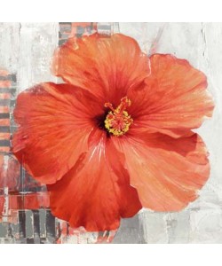 Enrico Sestillo, Hibiscus II