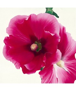 Stephanie Andrew, Pink Hollyhock I