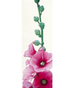 Stephanie Andrew, Pink Hollyhock II