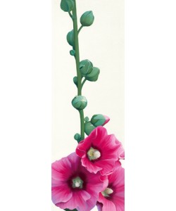 Stephanie Andrew, Pink Hollyhock III