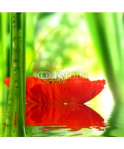 Stefan Körber, MohnblÃ¼te