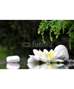 Stefan Körber, Seerose