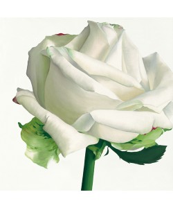 Stephanie Andrew, White Rose I