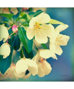 Sue Schlabach, Natures Apple Blossom