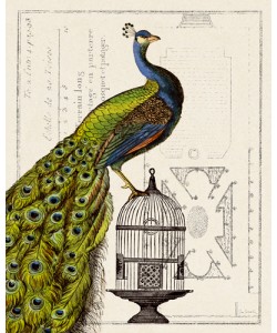 Sue Schlabach, Peacock Birdcage I