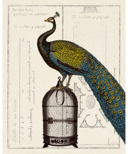 Sue Schlabach, Peacock Birdcage II
