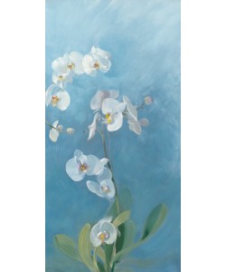 Sylvie Vernageau, Phalaenopsis Fontaine III