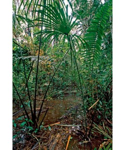 Thomas Marent, Flood area of rainforest