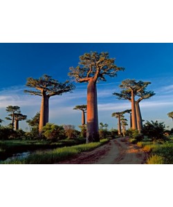 Thomas Marent, Baobab Tree