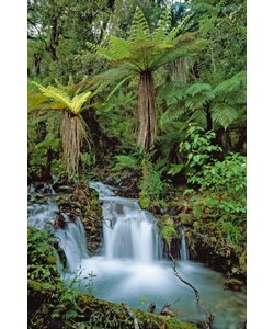 Thomas Marent, Creek with tree ferns