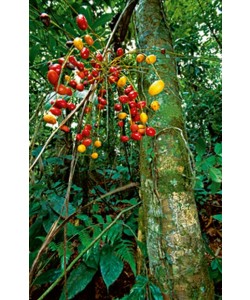 Thomas Marent, Palmtree fruit