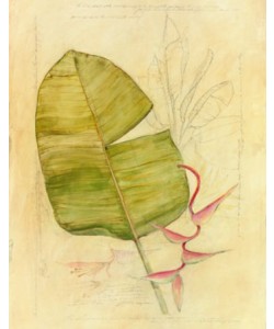 Avery Tillmon, Botanical Journal I