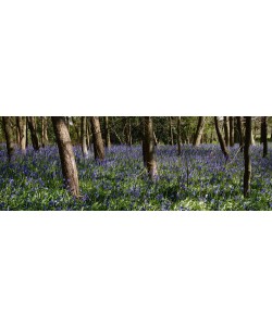 Tom Lambert, Bluebell Wood lI