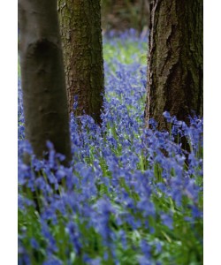 Tom Lambert, Bluebell Wood l