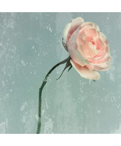 Tom Lambert, Romantic Pink Rose