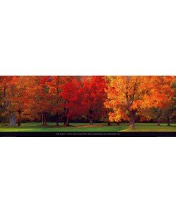 Tom Mackie, Maple Trees in Autumn