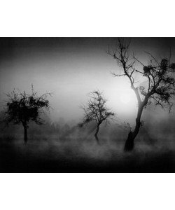 Tom Weber, Bume im Nebel II