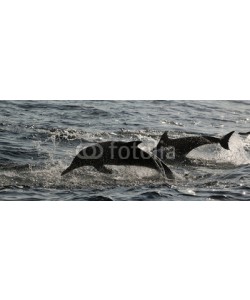 Uryadnikov Sergey, Jumping dolphins.