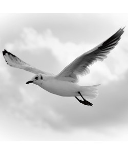 Uwe Steger, Fly Away