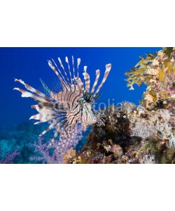 uwimages, Pterois volitans, Lionfish on coral reef
