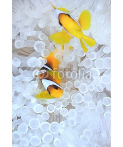 uwimages, Amphiprion bicinctus, anemonefish in bleached sea anemone