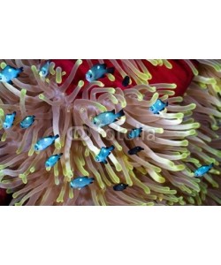 uwimages, Damselfishes over sea anemone.
