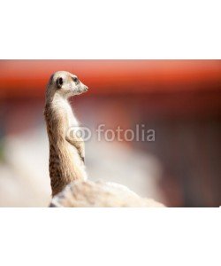 V&P Photo Studio, A meerkat on rock guards